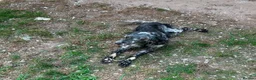 English Setter dogs for adoption: Laya  in Alfreton - Advert 10