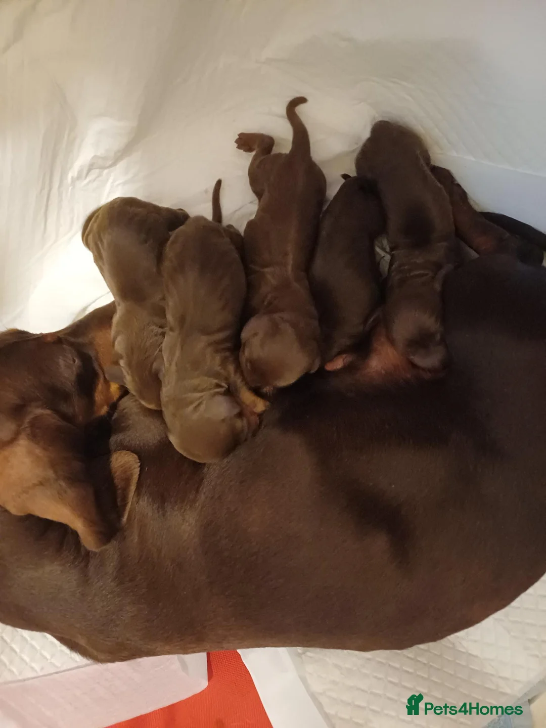 Dachshund dogs for sale: 🐶🐶 Beautiful  Babies ! 🐶🐶 - Advert 1