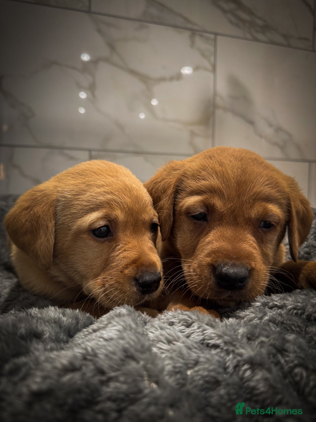 Labrador Retriever dogs for sale: Gorgeous Fox Red & Yellow Labrador Puppies - Advert 4