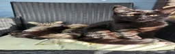 Mixed Breed cats for sale: Black female kitten - Advert 2
