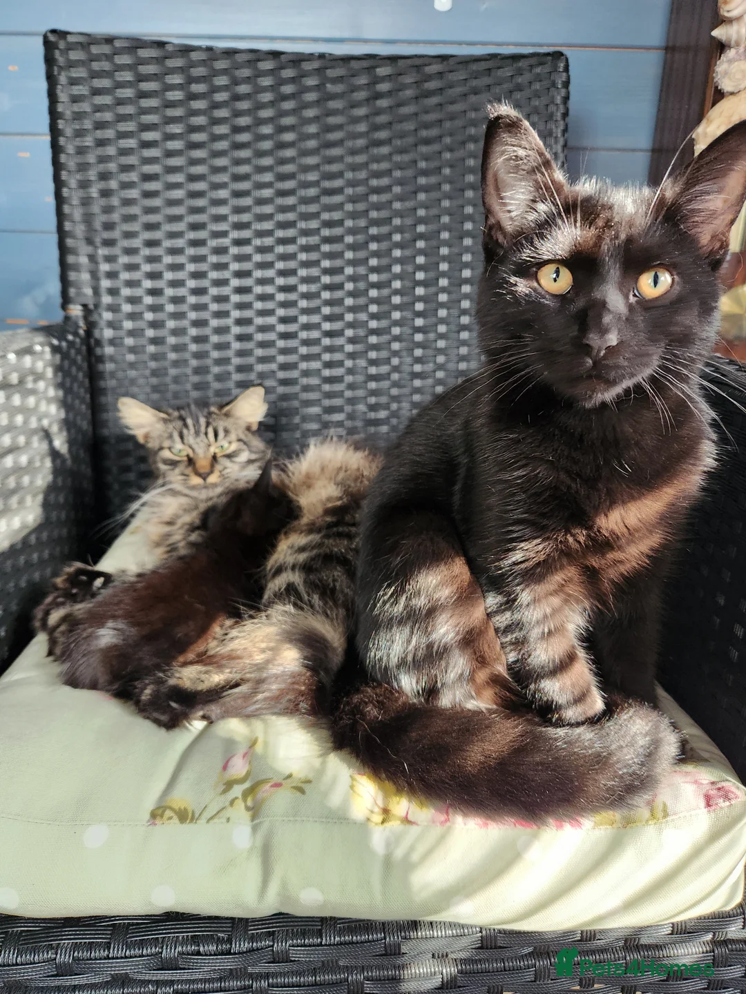 Mixed Breed cats for sale: Black female kitten - Advert 2