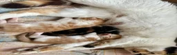 Mixed Breed cats for sale: Long furred Ginger white Calico Tortoise Kittens - Advert 4