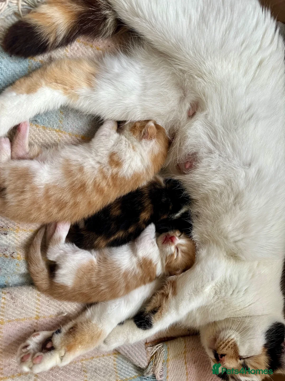 Mixed Breed cats for sale: Long furred Ginger white Calico Tortoise Kittens - Advert 4