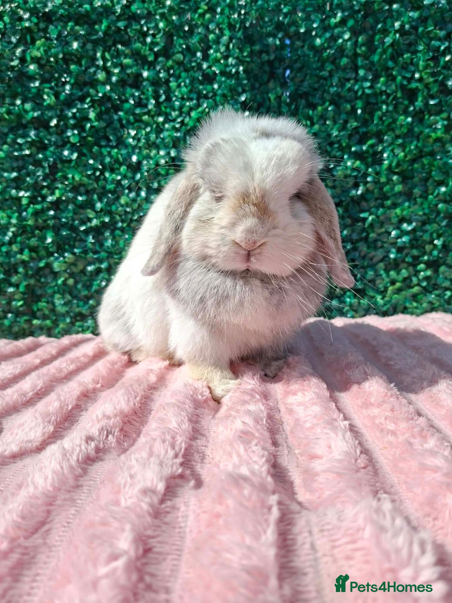 Mini Lop rabbits Mini lop doe - Advert 21