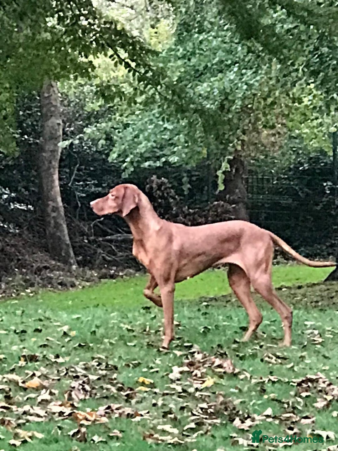 Hungarian Vizsla dogs for sale: Hungarian Vizsla puppies  - Advert 13