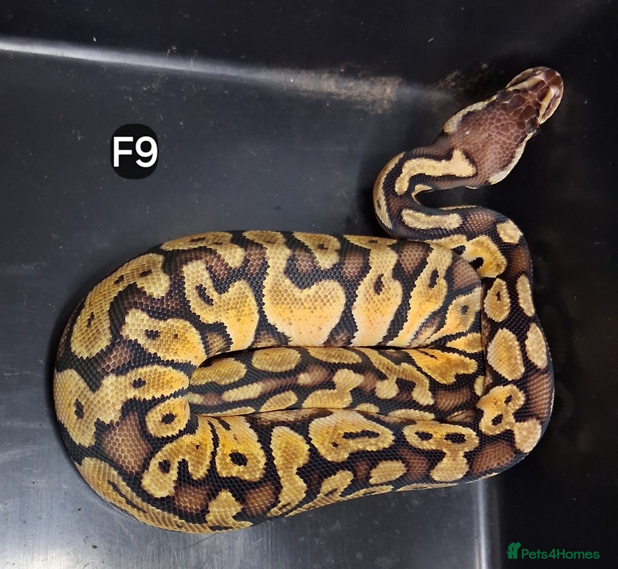 Python Snake reptiles Royal Pythons Male and Females  - Advert 2