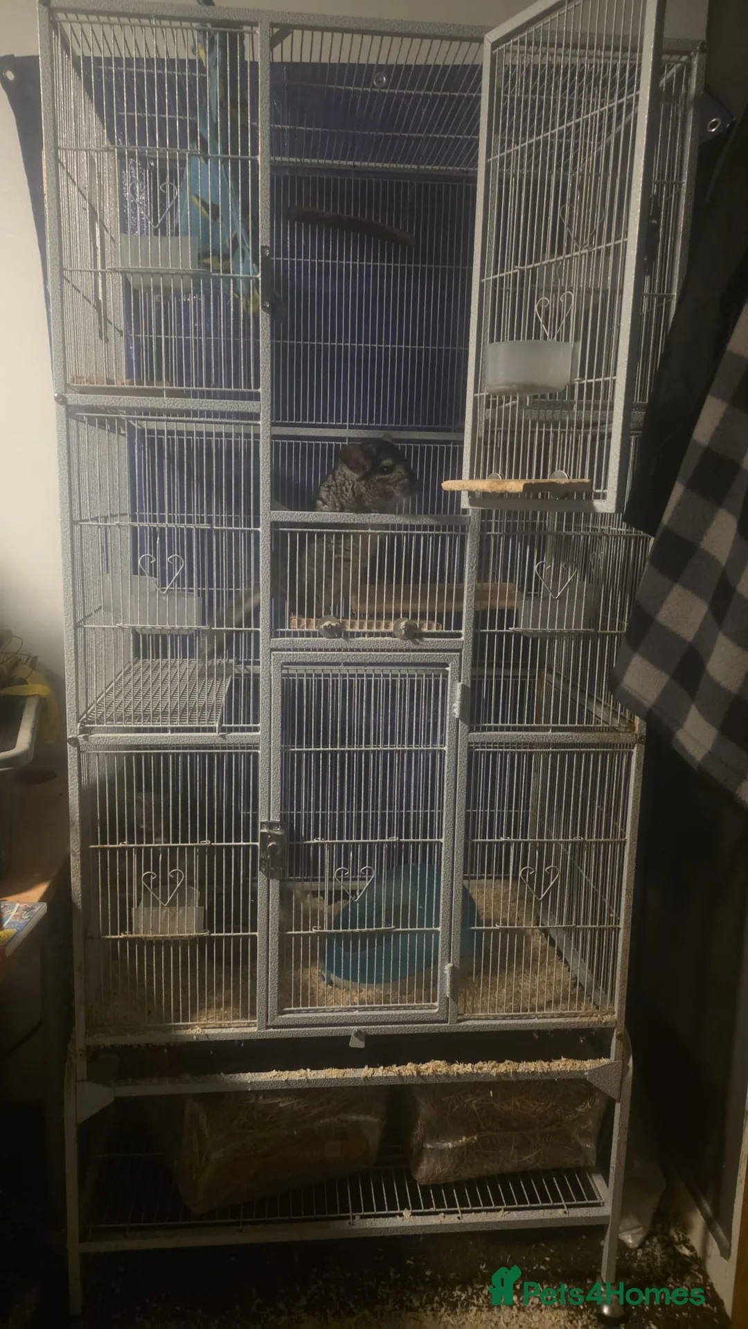 Chinchilla rodents for sale: 2 one year old male chinchillas - Advert 5