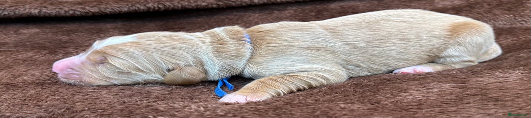 Double Doodle Blue collard pup