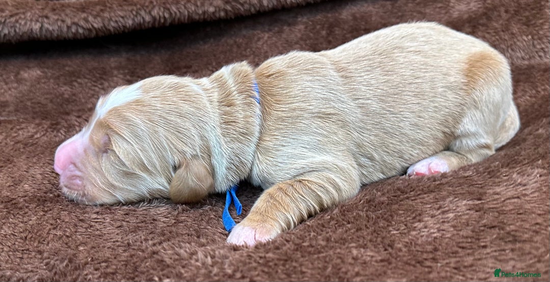 Double Doodle dogs for sale: Double Doodle puppies from Health tested parents - Image 13