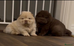Chow Chow dogs for sale: Outstanding Baby Bears - Image 12