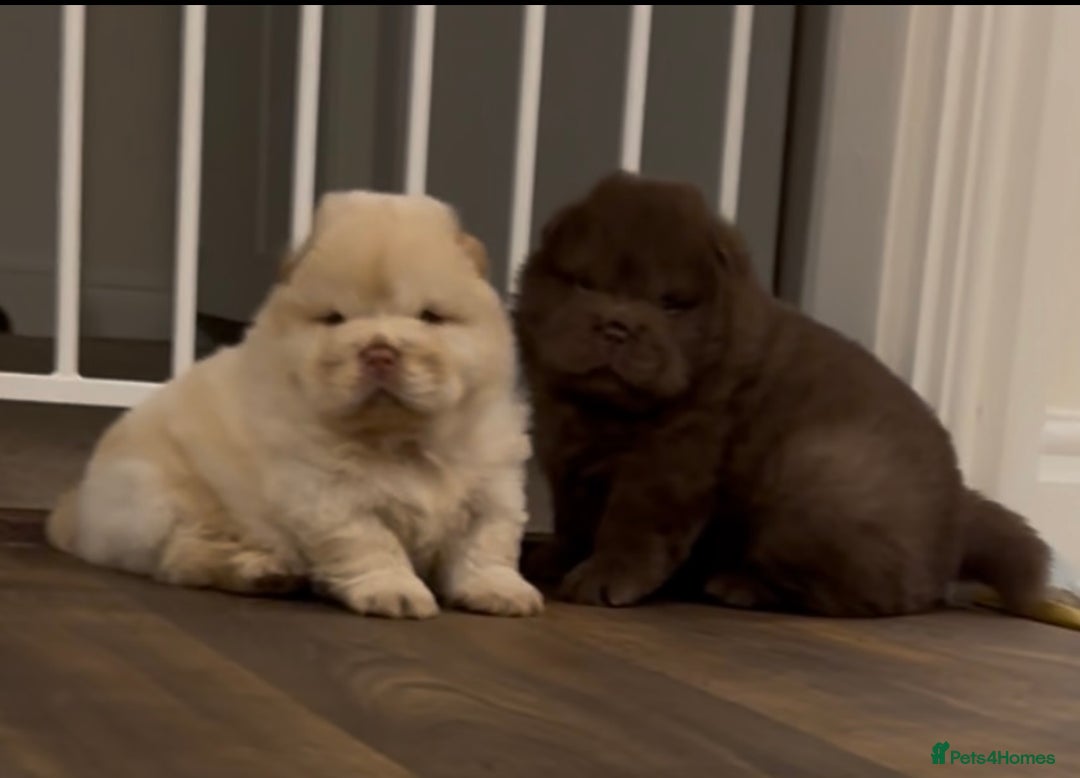 Chow Chow dogs for sale: Outstanding Baby Bears - Image 12