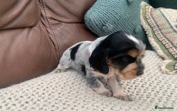 Cocker Spaniel dogs for sale: Cocker Spaniel ( show type) KC registered - Image 7