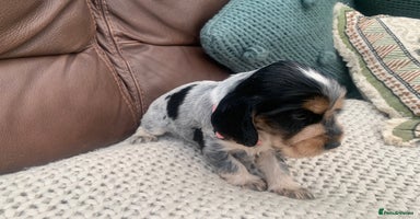 Cocker Spaniel dogs - Advert 13
