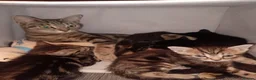 Mixed Breed cats for sale: 1 black boy and 4 girl tabby cats - Advert 14