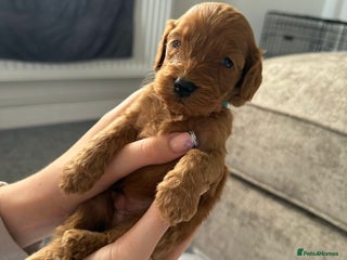 Cockapoo dogs - Advert 31