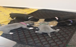 Staffordshire Bull Terrier dogs for sale: Staff pups for sale  - Image 4