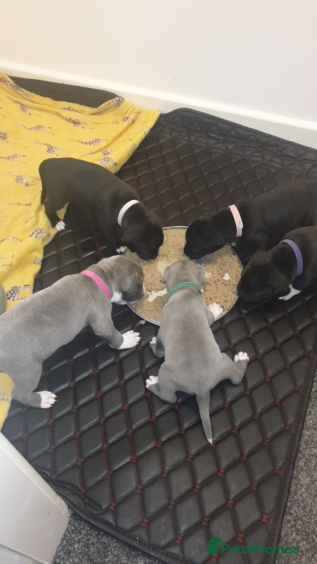 Staffordshire Bull Terrier dogs for sale: Staff pups for sale  - Image 4