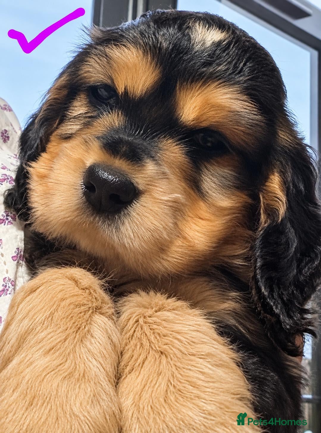 Cocker Spaniel dogs Cutest Cocker Spaniel Girls - Advert 6