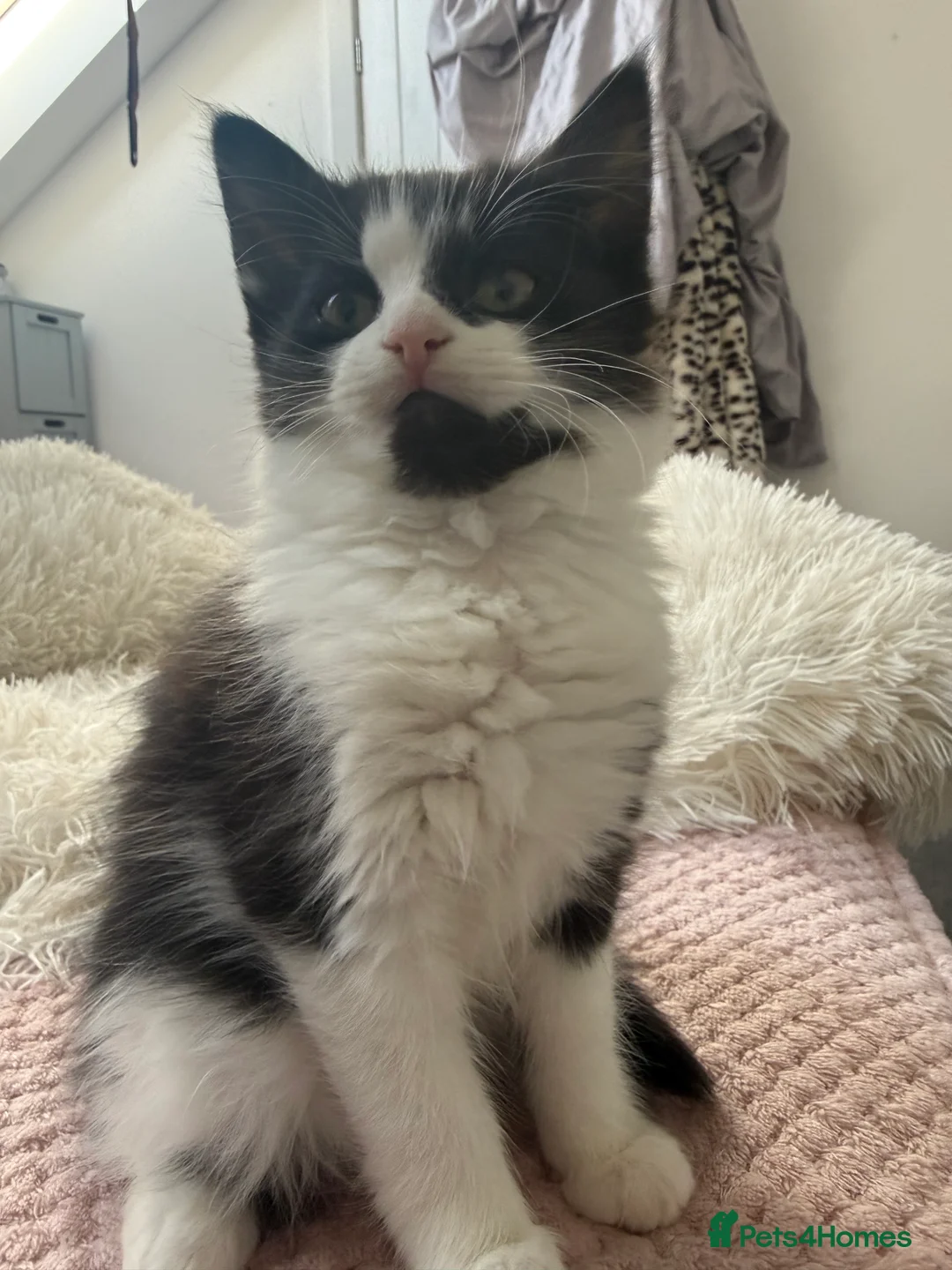 British Longhair cats for sale: 2 little girls ready  - Advert 3