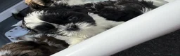 Shih Tzu dogs for sale: 3 beautiful Shih Tzu pups  - Advert 3