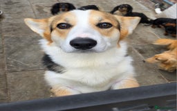 Welsh Corgi Pembroke dogs for stud: WPC Tri Colour Stud - Bulgarian IMP - Advert 5