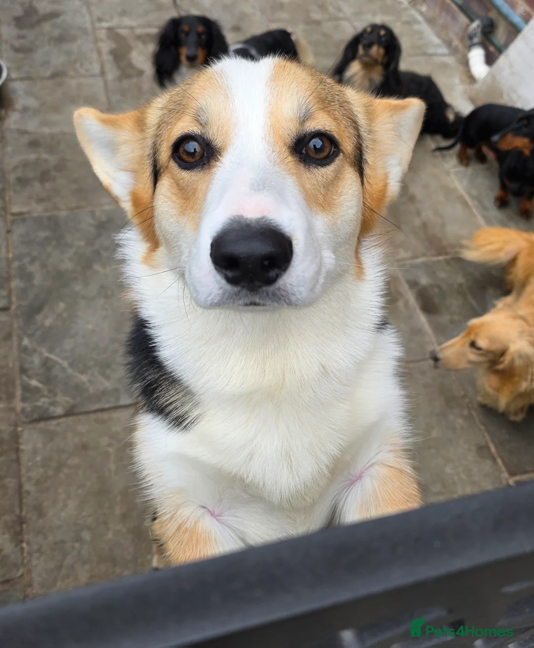 Welsh Corgi Pembroke dogs for stud: WPC Tri Colour Stud - Bulgarian IMP - Advert 5