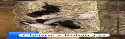 Rat rodents for sale: Baby full size and dwarf rats ready now /January - Advert 15