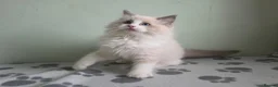 Ragdoll cats for sale: GCCF-registered Ragdoll kittens - Advert 10
