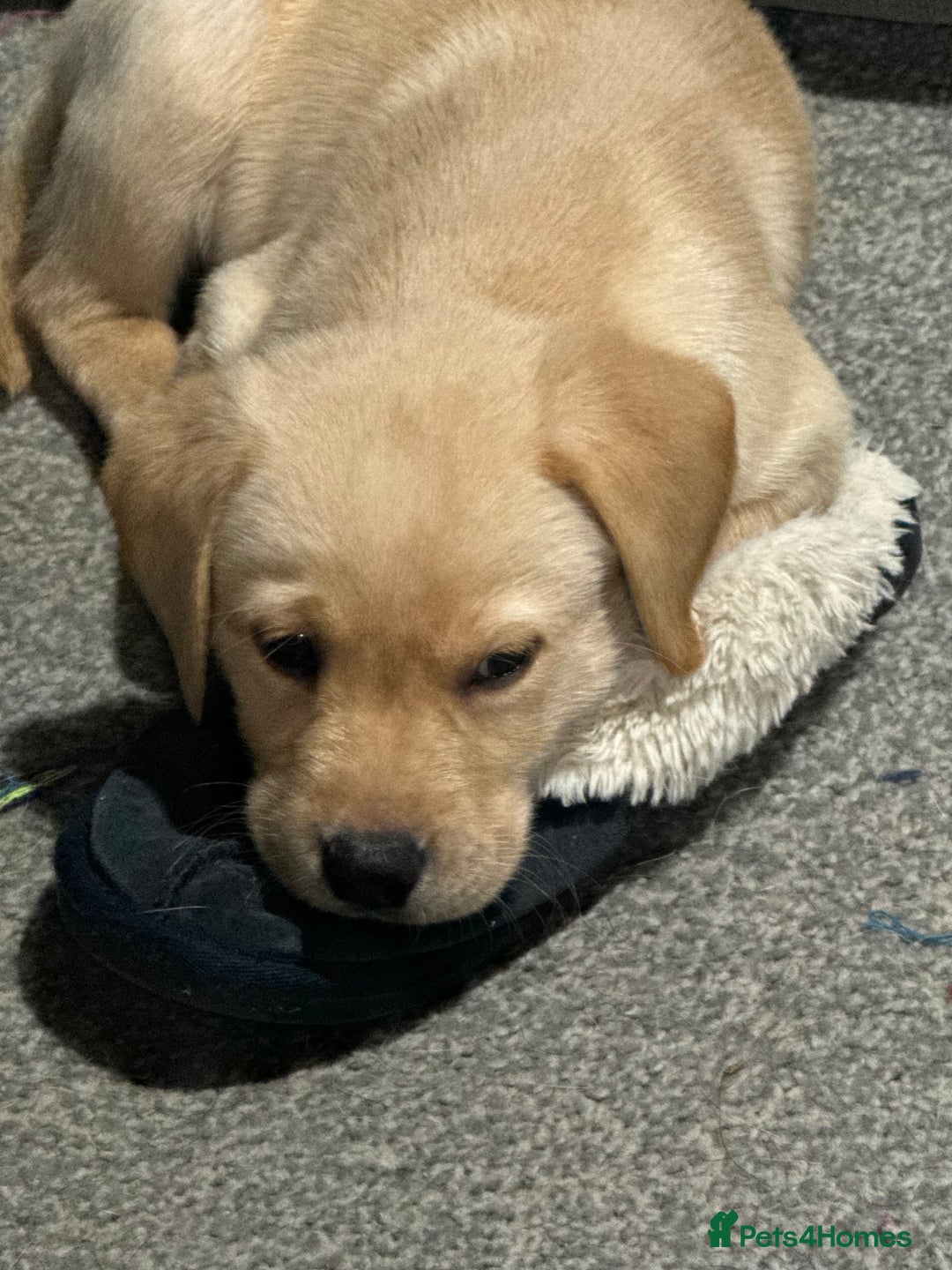 Labrador Retriever dogs for sale: 9 week old Labrador Puppies, - Advert 18