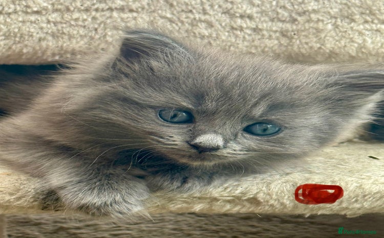 Maine Coon cats - Advert 7