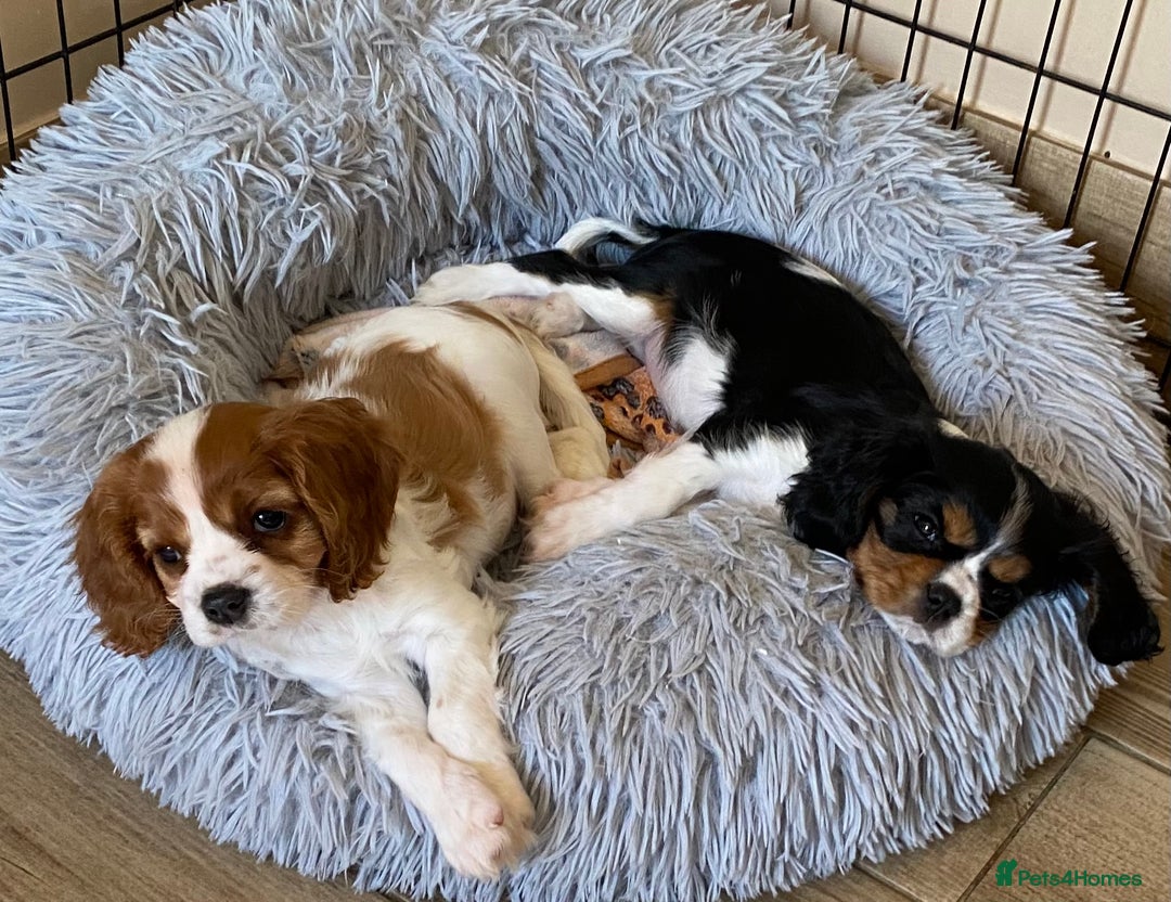 Cavalier King Charles Spaniel dogs for stud: KC DNA clear Cavalier King Charles Spaniel Stud - Image 5