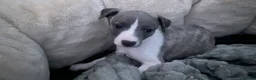 Whippet dogs for sale: NEW KIDS ON THE BLOCK /STUNNING  RKC LITTER  - Advert 20