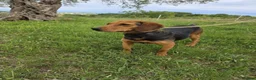 Mixed Breed dogs for adoption: LENA! - Advert 3
