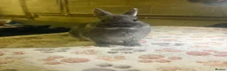 Netherland Dwarf rabbits for sale: blue otter Netherland dwarf does - Advert 5