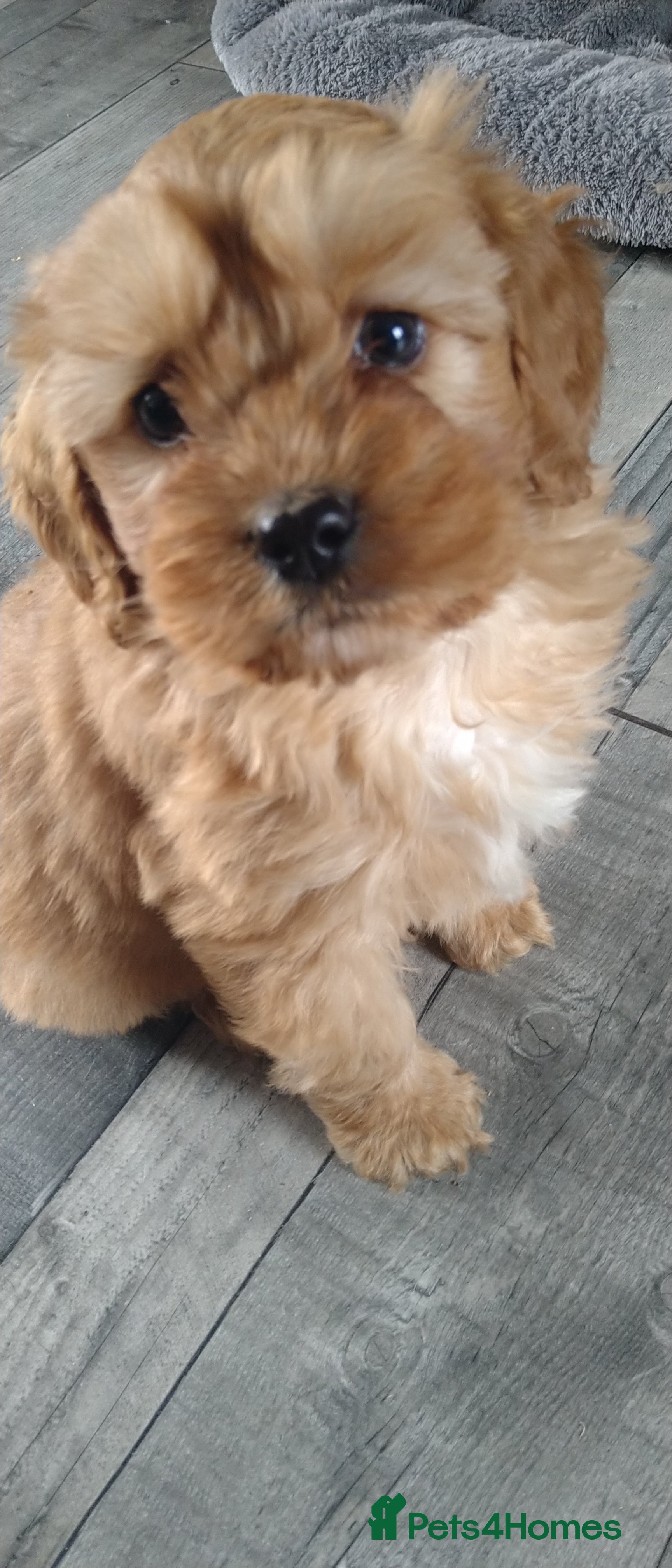 Cockapoo dogs F1B Cockapoo puppies - Advert 1