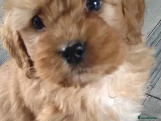 Cockapoo dogs F1B Cockapoo puppies - Advert 3