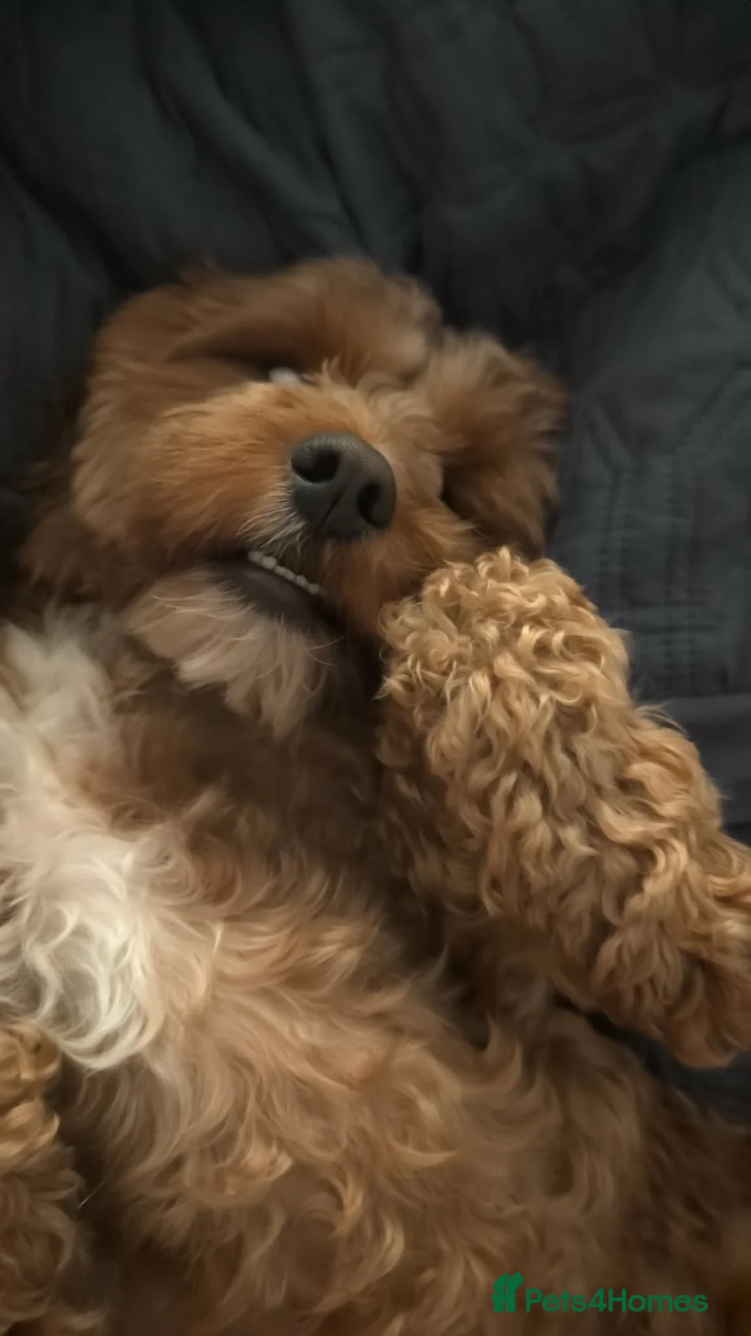 Cavapoo dogs for stud: Cavapoo for stud in Bolton - Advert 4