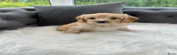 Cavapoo dogs for sale: F1 cavapoo puppies  - Advert 21