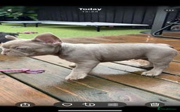 French Bulldog dogs for sale: Bonnie litter - Advert 4