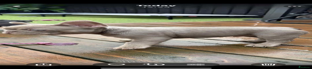 French Bulldog Puppy 2