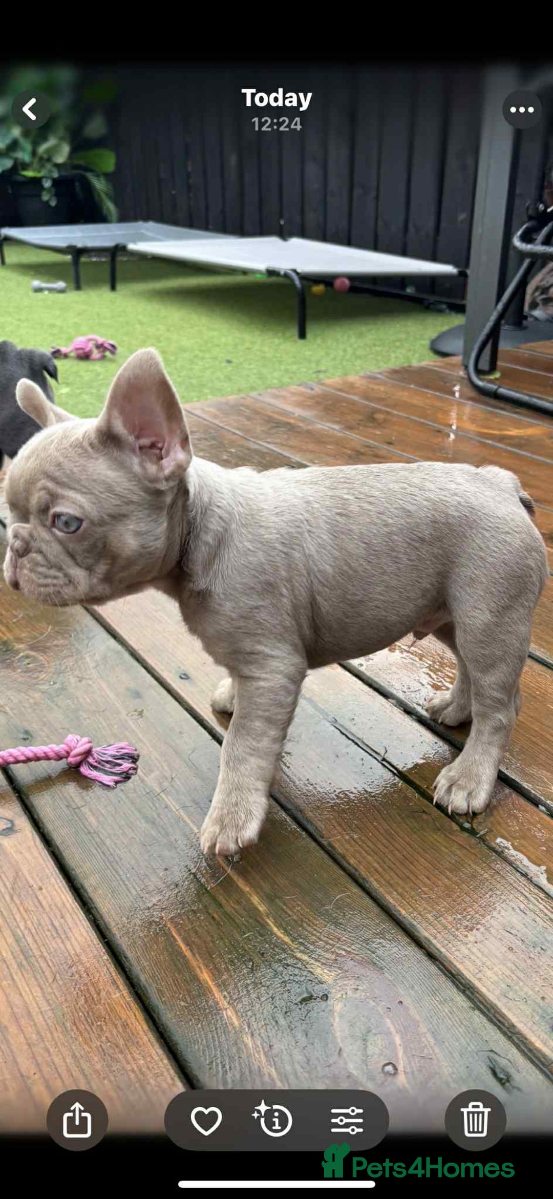 French Bulldog dogs for sale: Bonnie litter - Advert 4