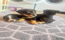 Jack Russell dogs for sale: Adorable Jack Russell puppies - Image 1