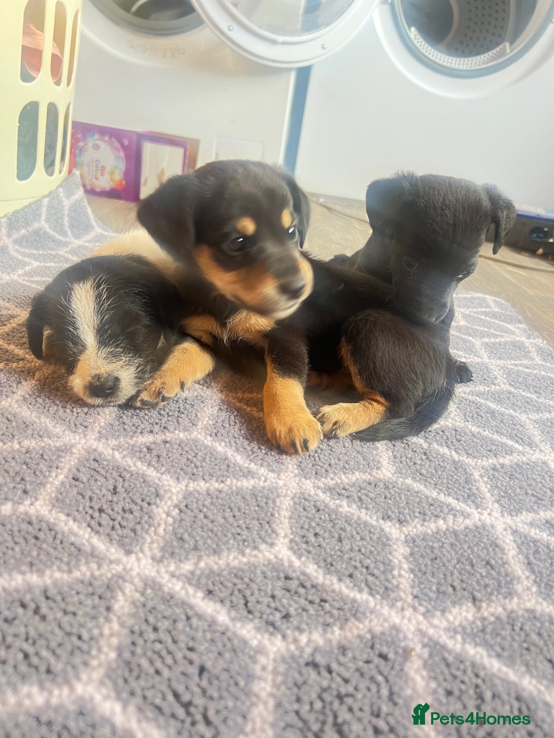 Jack Russell dogs for sale: Adorable Jack Russell puppies - Image 1