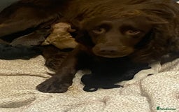 Sprocker dogs for sale: Beautiful sprocker spanials  - Image 17