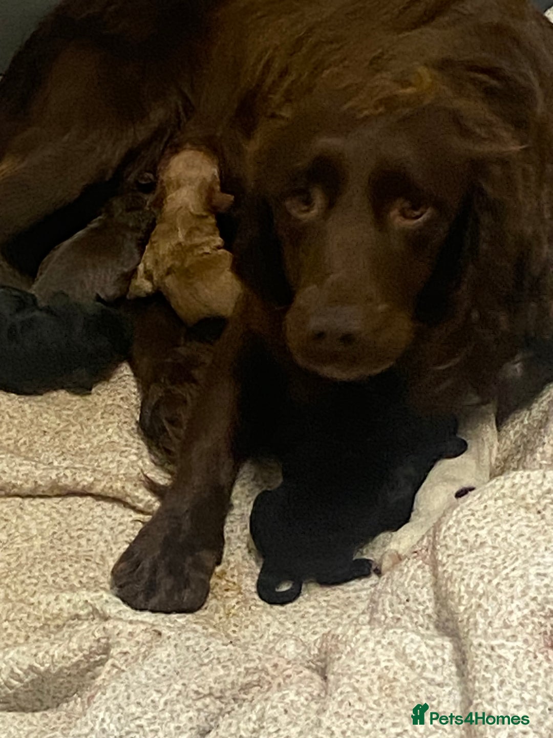 Sprocker dogs for sale: Beautiful sprocker spanials  - Image 17