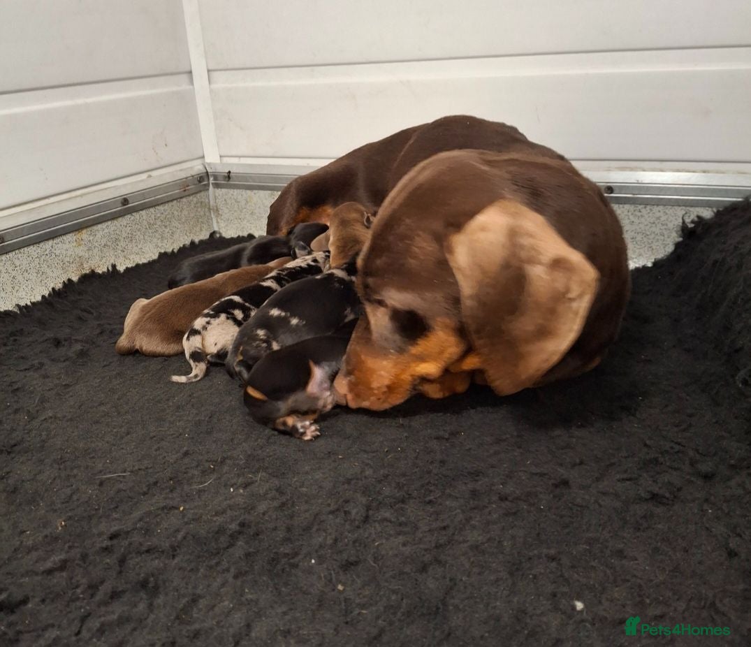 Dachshund dogs Minature Dachshund pups - Advert 2