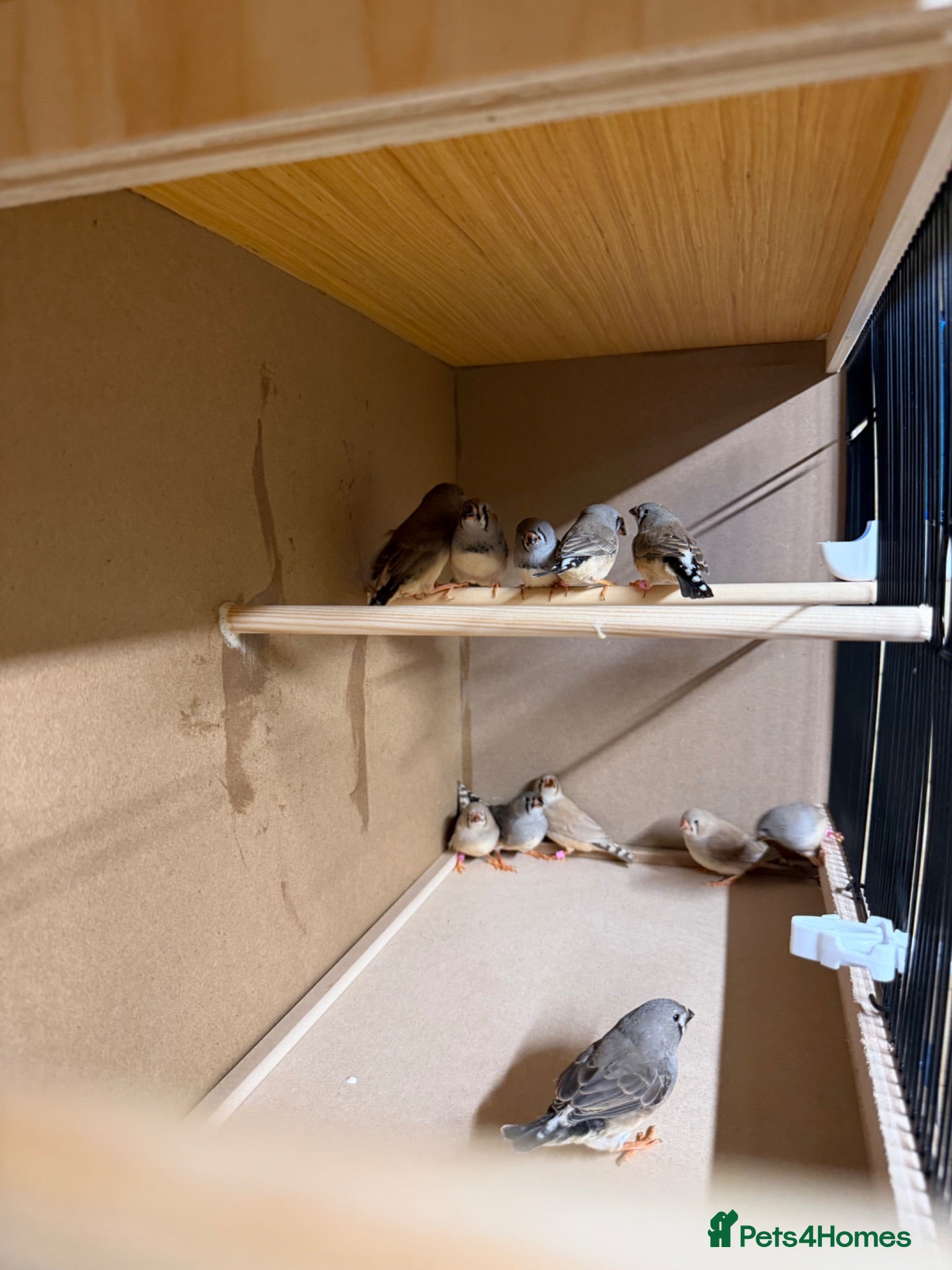 Finches birds Zebra finches  - Advert 1