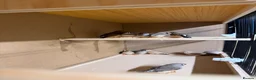 Finches birds for sale: Zebra finches  in Oldbury - Advert 1