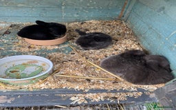 Mini Lop rabbits for sale: Mini Lop Baby Rabbits  - Image 3