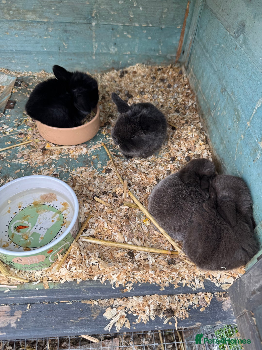 Mini Lop rabbits for sale: Mini Lop Baby Rabbits  - Image 3